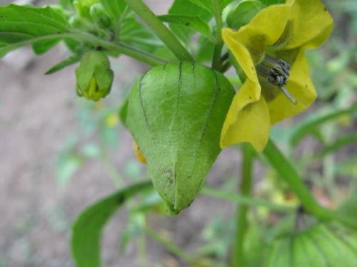 Компот из физалиса. Физалис компот на зиму