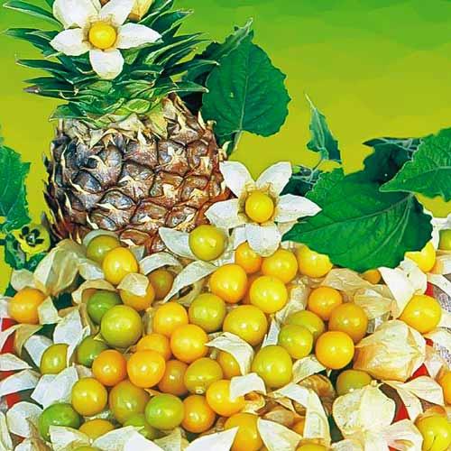 Варенье из физалиса со сливой. Способы приготовления