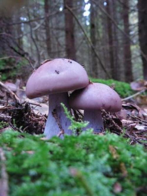 Грибы рядовки когда собирать. Где и когда собирать гриб синий корень