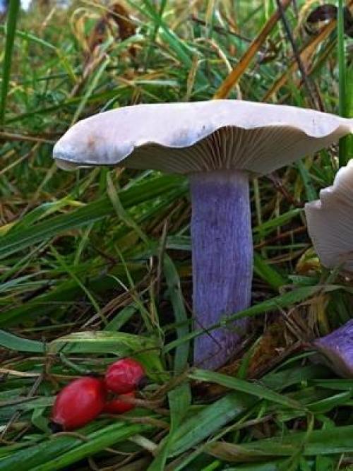 Грибы рядовки когда собирать. Где и когда собирать гриб синий корень