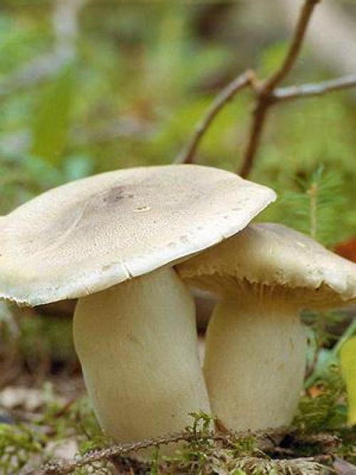 Грибы рядовки когда собирать. Где и когда собирать гриб синий корень