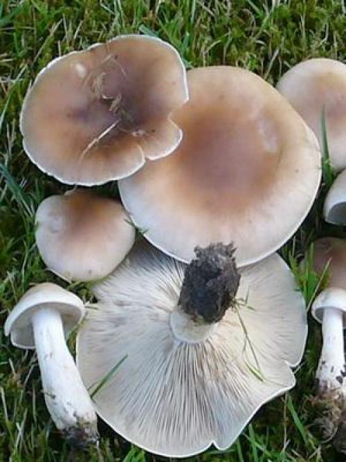 Грибы рядовки когда собирать. Где и когда собирать гриб синий корень