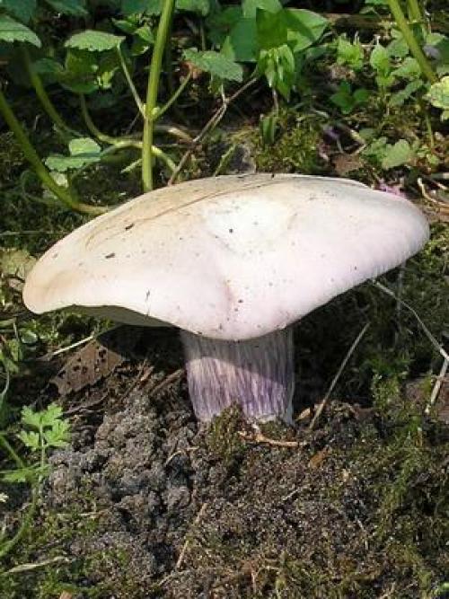 Грибы рядовки когда собирать. Где и когда собирать гриб синий корень