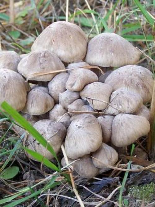 Грибы рядовки когда собирать. Где и когда собирать гриб синий корень