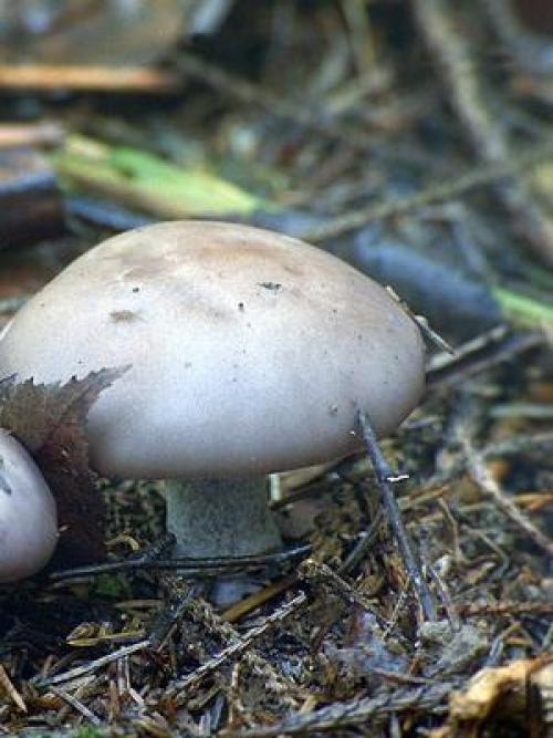 Грибы рядовки когда собирать. Где и когда собирать гриб синий корень