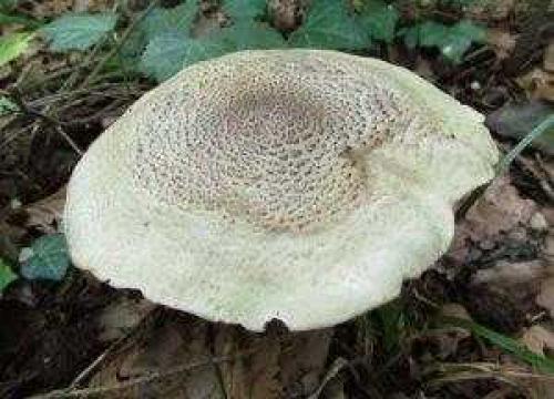 Грибы Рядовки ядовитые. Описание