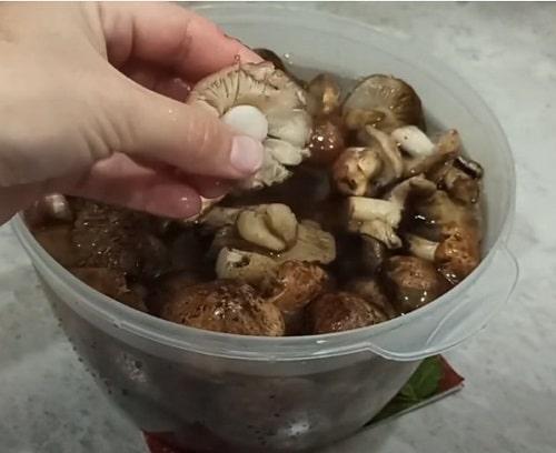 Как приготовить грибы Рядовки на зиму. Грибы Рядовки на зиму — лучшие рецепты соления, маринования, икры