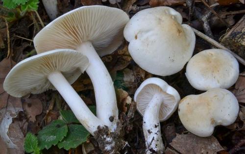 Рядовка белая ложная. Рядовка белая – описание гриба, фото и съедобность