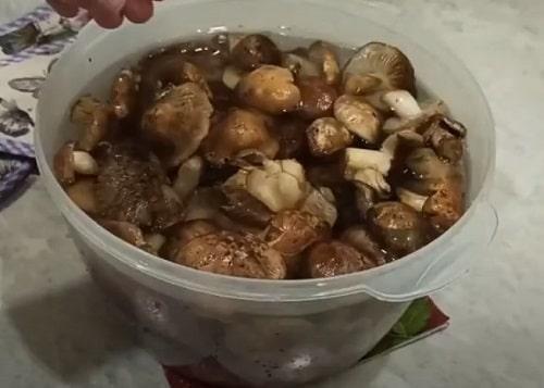 Грибы рядовки, как готовить на зиму. Грибы рядовки на зиму — лучшие рецепты соления, маринования, икры