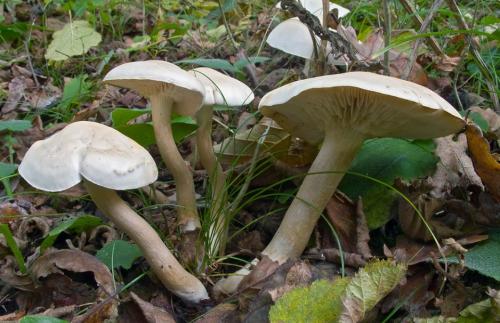 Рядовка белая ложная. Рядовка белая – описание гриба, фото и съедобность