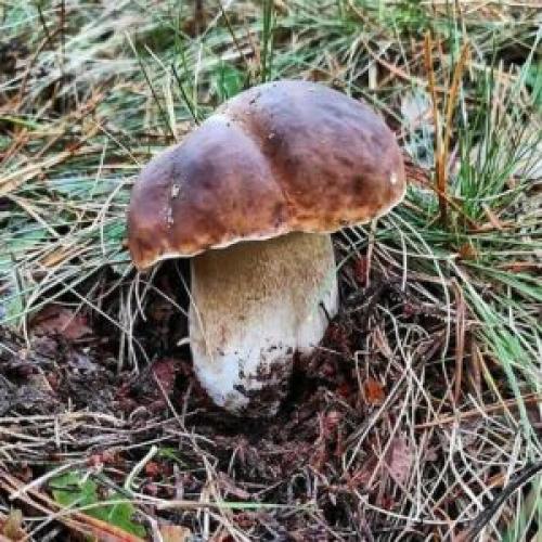 Вкусный и простой рецепт супа из польских белых грибов 21