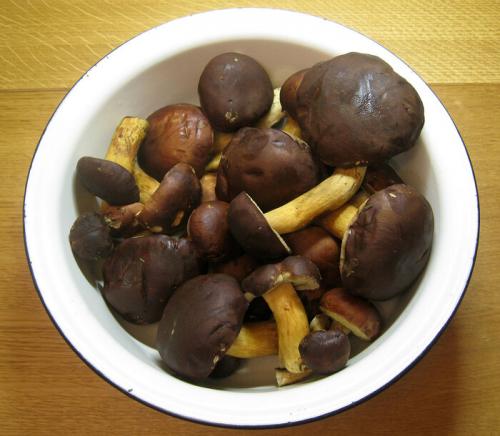 Как подавать суп из польских белых грибов. Суп из польских грибов с кускусом и тыквой