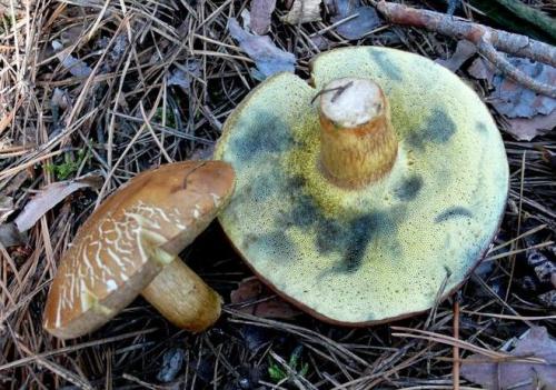 Можно ли заменить польские грибы другими грибами. Где и как собирать, чтобы гриб был безопасен?