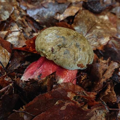 Вкусный и простой рецепт супа из польских белых грибов 23