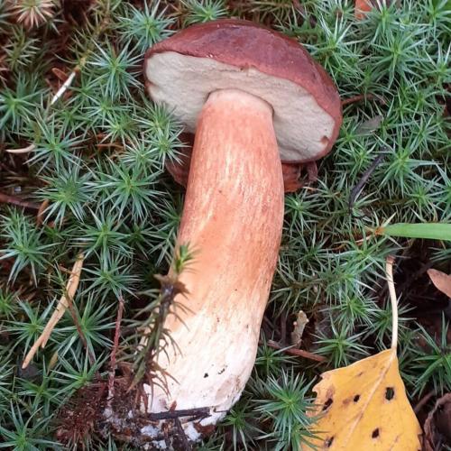 Вкусный и простой рецепт супа из польских белых грибов 15