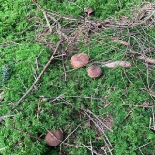 Вкусный и простой рецепт супа из польских белых грибов 17