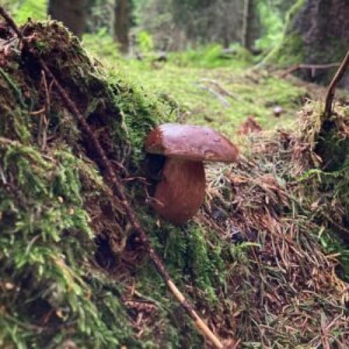 Вкусный и простой рецепт супа из польских белых грибов 18