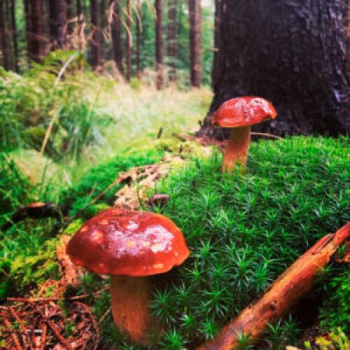 Вкусный и простой рецепт супа из польских белых грибов 19