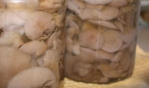 Как готовить рядовку коричневую. Как готовить грибы бело-коричневые рядовки