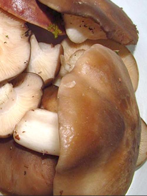 Как готовить рядовку коричневую. Как готовить грибы бело-коричневые рядовки