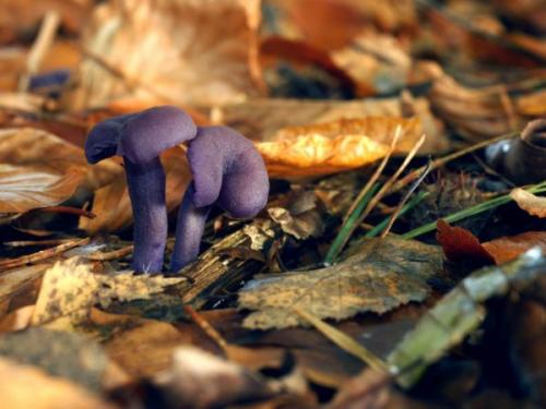 Рядовка фиолетовая ложная. Выращивание в саду