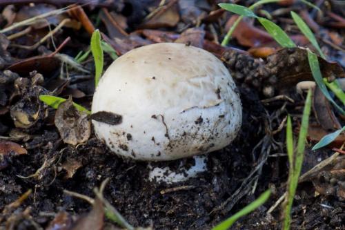 Рядовка белая ложная. Рядовка белая – описание гриба, фото и съедобность