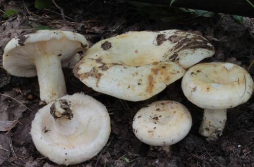 Рядовка белая ложная. Рядовка белая – описание гриба, фото и съедобность