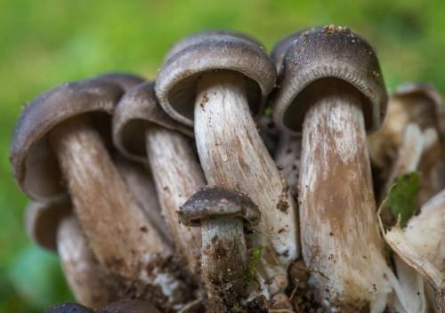 Грибы подтопольники. Гриб подтопольник (рядовка тополевая) – фото и описание гриба
