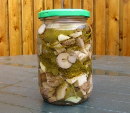 Соленые рядовки на зиму. Как закрыть рядовки на зиму. Рядовки на зиму рецепты | Как мариновать рядовки на зиму