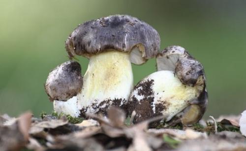 Соленые рядовки на зиму. Как закрыть рядовки на зиму. Рядовки на зиму рецепты | Как мариновать рядовки на зиму