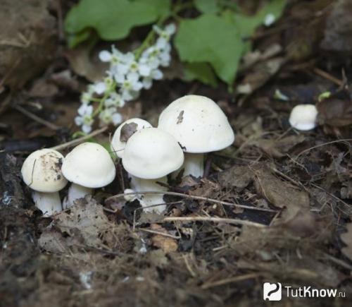 Как и сколько времени варить рядовки. Сколько варить рядовку фиолетовую? 12 Как и сколько времени варить рядовки. Сколько варить рядовку фиолетовую? 12