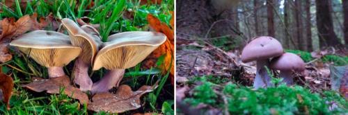 Как солить синеножки. Синеножки: важная информация