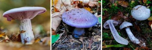 Как солить синеножки. Синеножки: важная информация