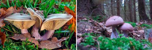 Как приготовить грибы синеножки с картошкой. Синеножки: важная информация