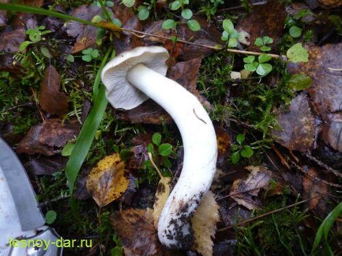 Как приготовить грибы рядовка серая. Рядовка серая – описание и фото