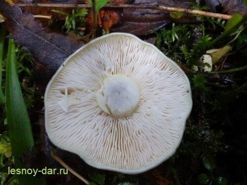 Как приготовить грибы рядовка серая. Рядовка серая – описание и фото