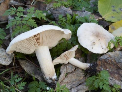 Что можно делать с грибами рядовками. Подробнее про приготовление тополиной рядовки 04 Что можно делать с грибами рядовками. Подробнее про приготовление тополиной рядовки 04