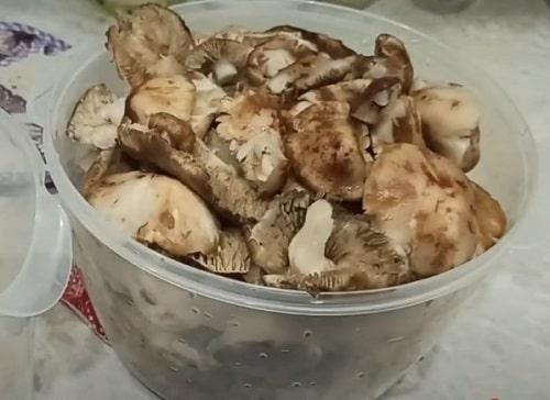 Как приготовить грибы рядовки на зиму. Грибы рядовки на зиму — лучшие рецепты соления, маринования, икры