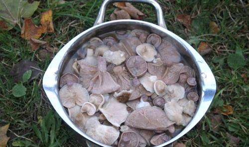 Соленые рядовки на зиму. Способы засолки рядовок на зиму