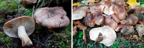 Сколько вымачивать тополиную рядовку. Как солить подтопольники холодным и горячим способом: рецепты классические и экзотические