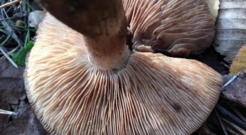 Как готовить рядовку коричневую. Описание съедобного гриба