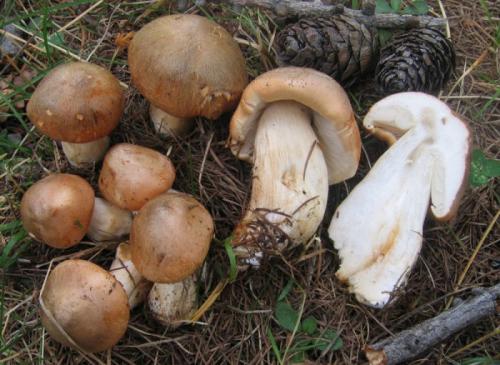 Как готовить рядовку коричневую. Описание съедобного гриба