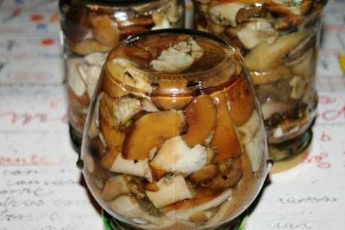 Как приготовить тополиную рядовку. Как солить подтопольники холодным и горячим способом: рецепты классические и экзотические