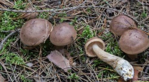 Как готовить рядовку коричневую. Описание съедобного гриба