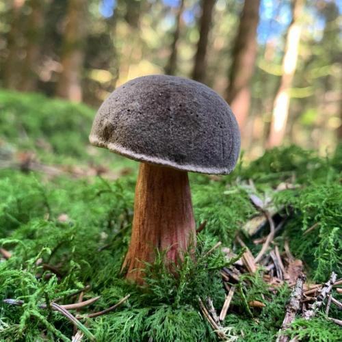 Вкусный и полезный: рецепт овощного супа с белыми и польскими грибами 16