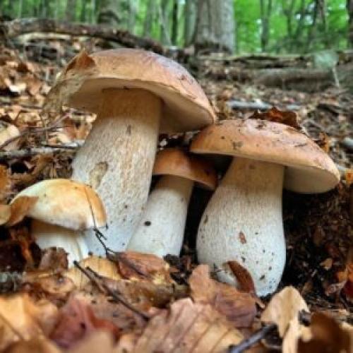 Вкусный и полезный: рецепт овощного супа с белыми и польскими грибами 13