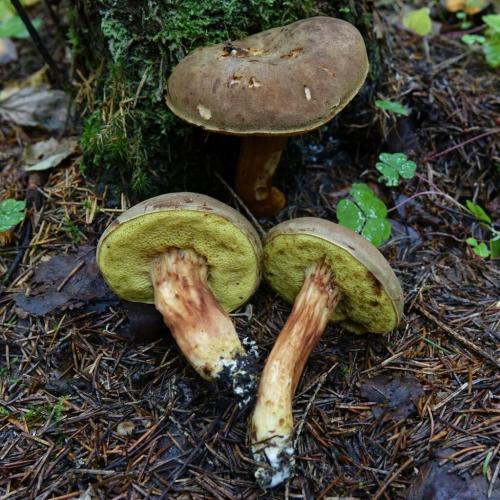 Вкусный и полезный: рецепт овощного супа с белыми и польскими грибами 17