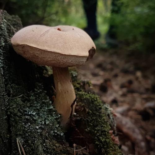 Вкусный и полезный: рецепт овощного супа с белыми и польскими грибами 15