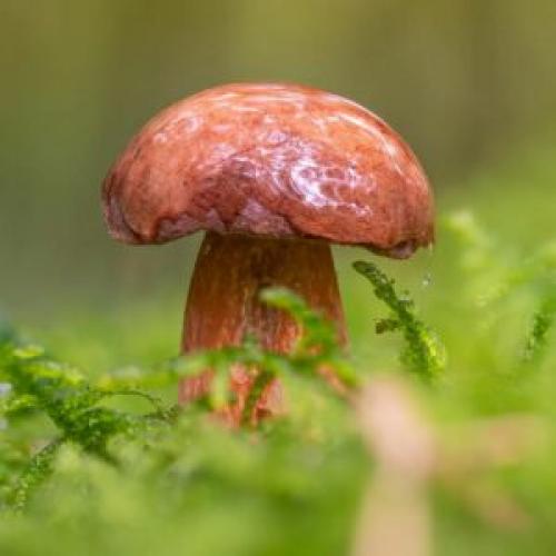 Вкусный и полезный: рецепт овощного супа с белыми и польскими грибами 03