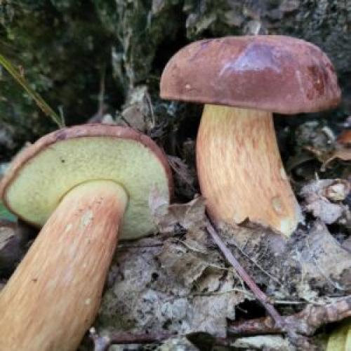 Вкусный и полезный: рецепт овощного супа с белыми и польскими грибами 04